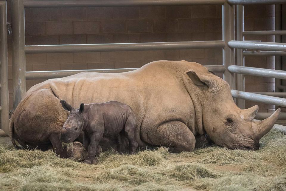 Rhinos are extremely scarce with only 30,000 left in the world