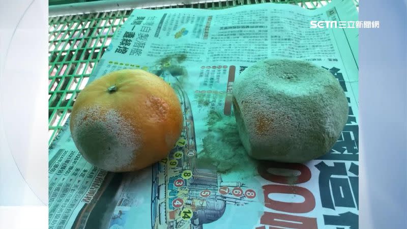 橘子整顆變白發霉還沾染到其他橘子。