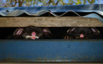 Two common brushtail possums –a mother (left) and her joey –peek out of their hiding place under the roof of a shower block in a holiday park in Yallingup, Western Australia.