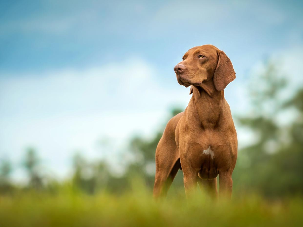 A large brown stares into the distance while standing in a field