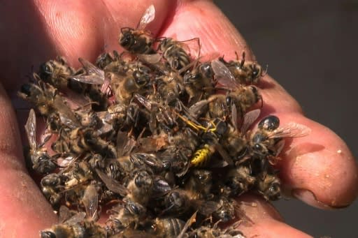 Russian beekeepers south of Moscow have been seeing their bees die off en masse due to what they believe is improper sraying of an insecticide that is still legal in Russia but has been banned in the EU