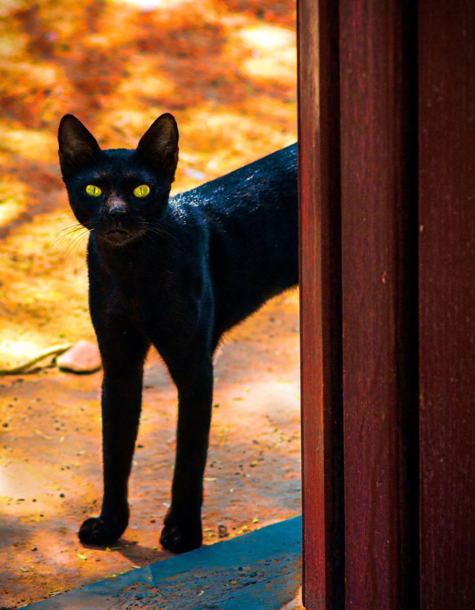 Halloween Focuses on Treats Today