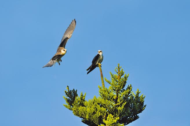 珍稀猛禽黑翅鳶在台東縣知本溼地成功繁殖，左為幼鳥，右為親鳥。（莊哲權攝）