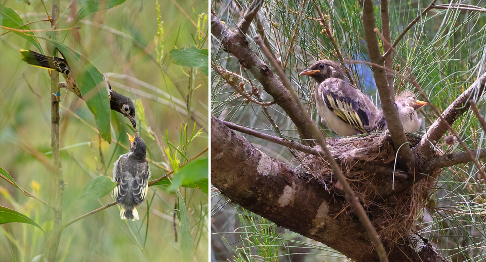 RMBO (left) hanging down and feeding her chick.  RMPP chicks inside a nest.