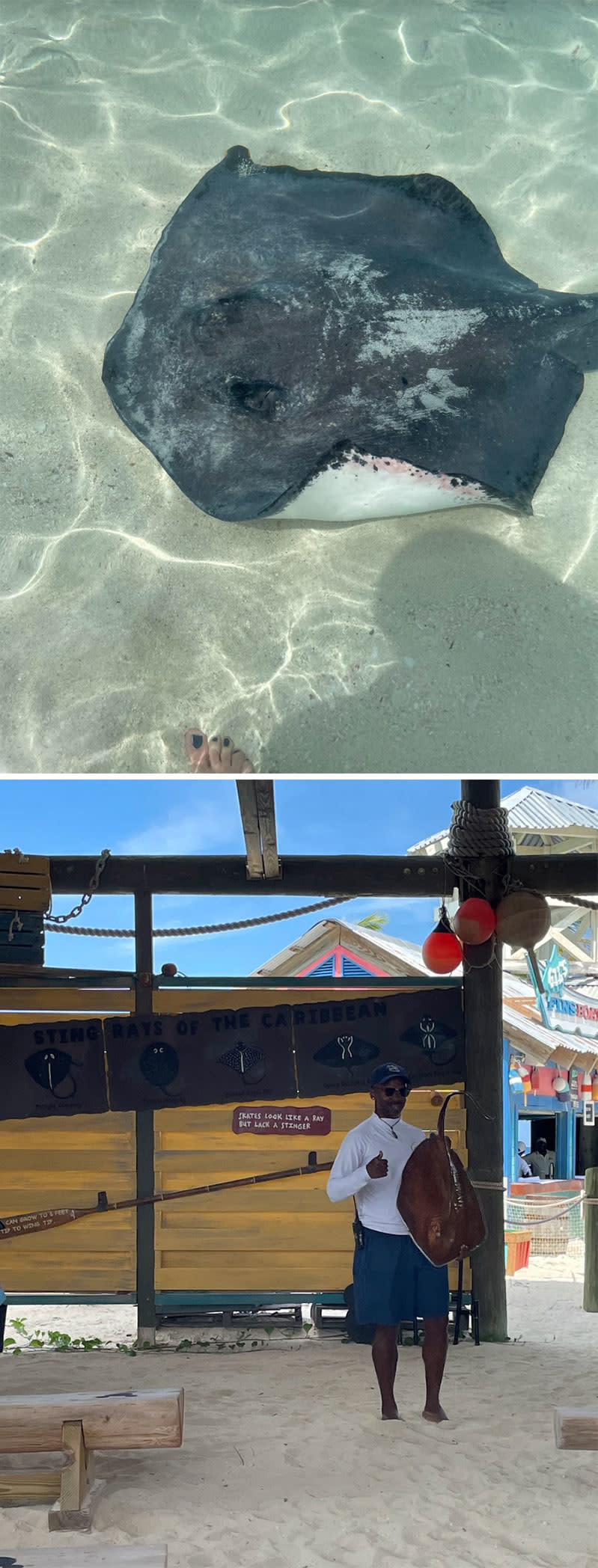 a stingray in the water