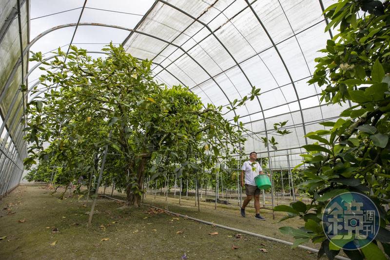 農業最怕遇天災與氣候劇變，余昶佑為巴掌蓮霧搭建溫室，寒流來襲時會讓蓮霧吹暖氣，預防寒害。