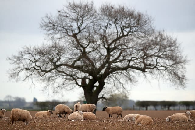 Sheep grazing