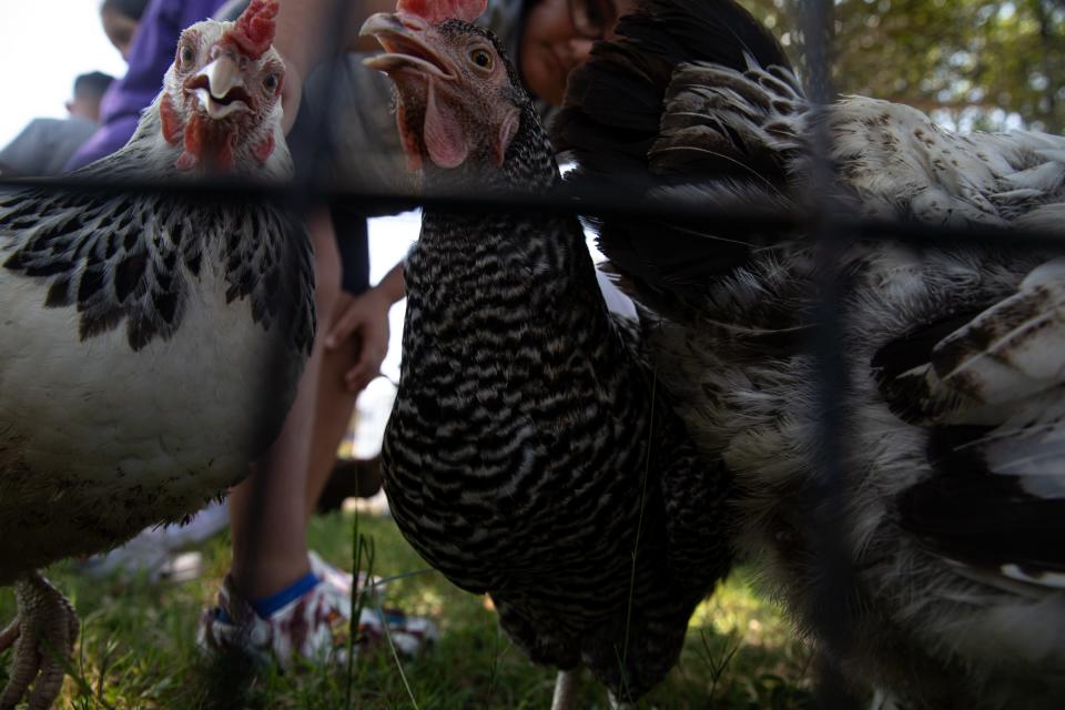 Students pet chickens owned by Cuddles & Critters during a summer school enrichment activity at Hicks Elementary School on Tuesday, June 20, 2023, in Corpus Christi, Texas.