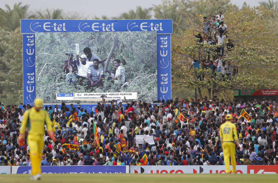 <p>Sri Lankan cricket fans watching the fourth one day international cricket match between Sri Lanka and Australia from a tree top are projected on a screen during the match in Dambulla, Sri Lanka, Aug. 31, 2016. (Photo: Eranga Jayawardena/AP)</p>