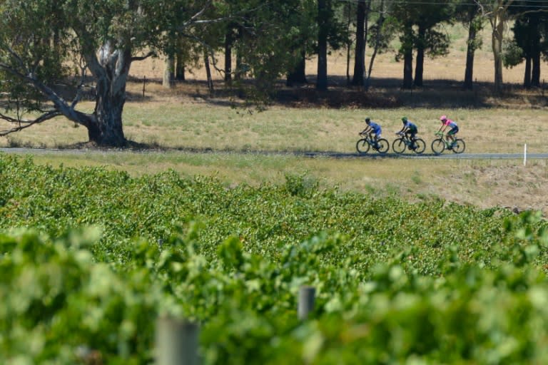 A break-away group leads the peloton on the first day of the Tour Down Under, which passes through the wine-growing Barossa Valley