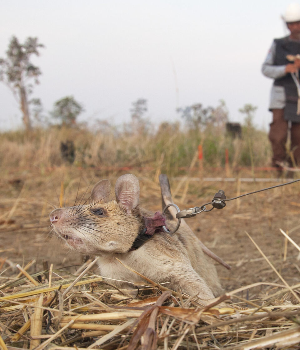 Magawa hard at work, saving lives and detecting landmines in Cambodia.  (Photo: APOPO)