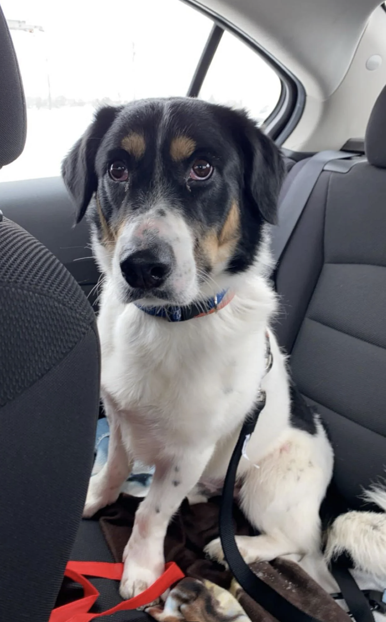 Dog with black and white fur wearing a blue collar sits in a car, looking at the camera