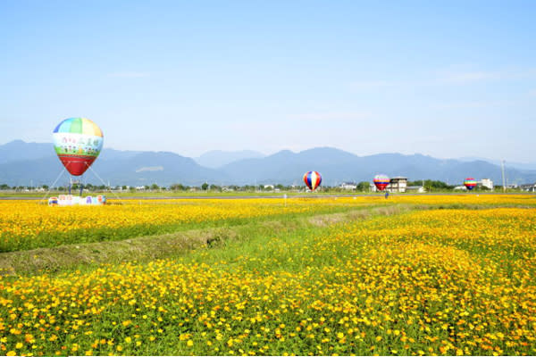 上百公頃的金黃花海綻放。（圖片來源／三星鄉公所）