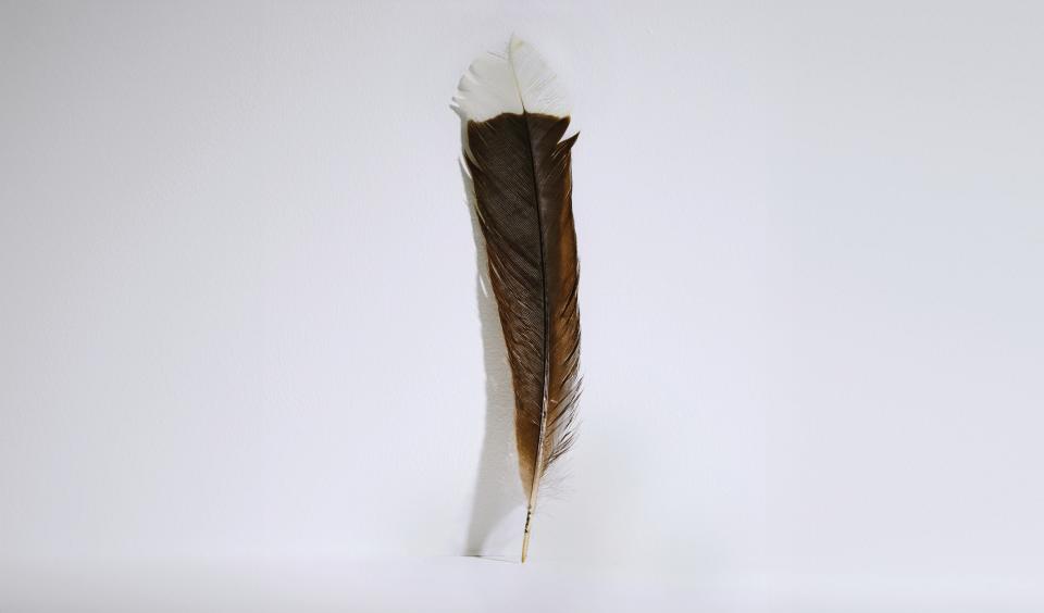 The feather that sold for $28,000.
