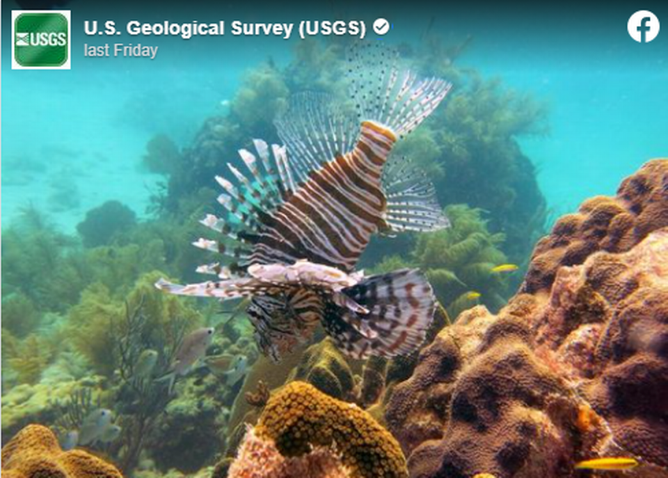 The lionfish has disrupted marine food webs and native marine ecosystems along the East Coast. Scientists are trying to find out where the invasive species was introduced.