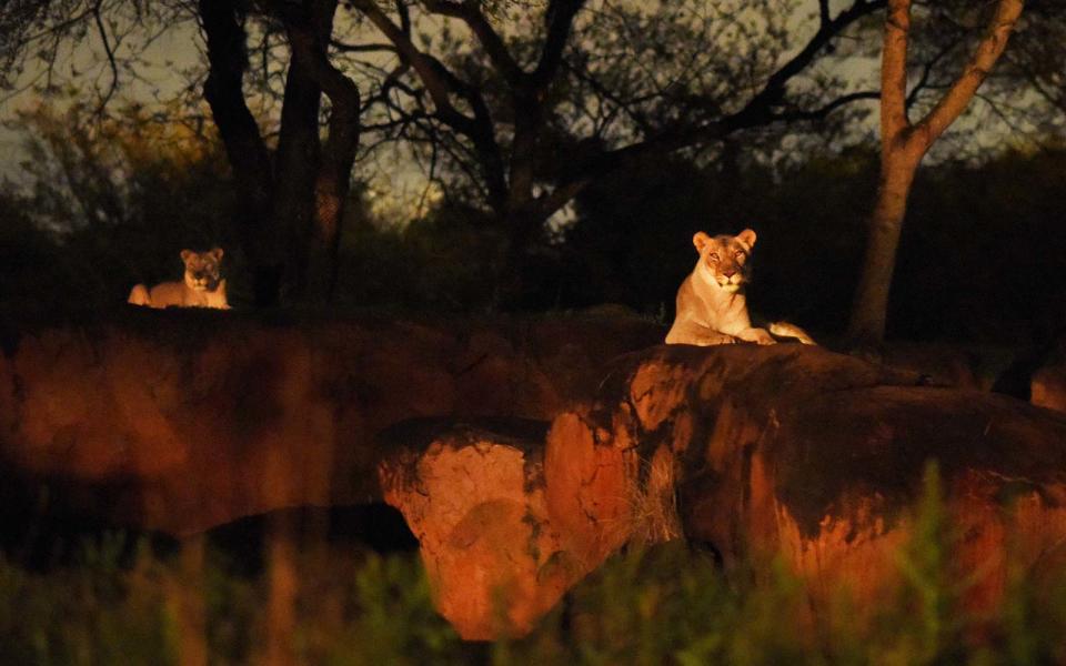 11. Kilimanjaro Safaris