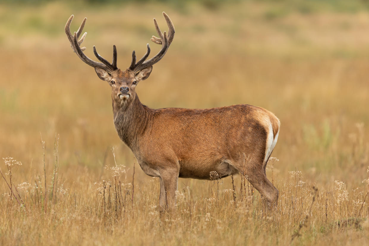 Red deer in richmond park