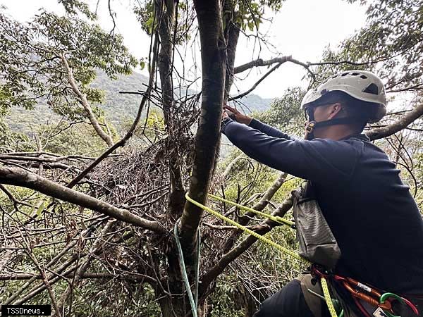 森林護員在一棵青剛櫟樹踏發現疑似台灣黑熊築的熊窩。（圖：林業及自然保育署台中分署提供）