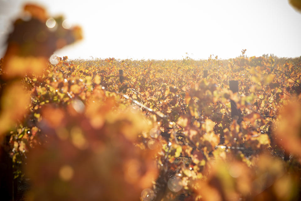 McLaren Vale has a world of vineyards, and all the wine that comes with it. photo: Supplied