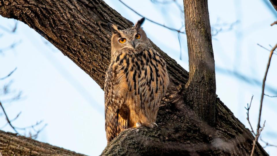 PHOTO: Flaco, a Eurasian eagle owl that escaped from the Central Park Zoo, sits in a tree in Central Park, Feb. 15, 2023, in New York City. (Andrew Lichtenstein/Getty Images)