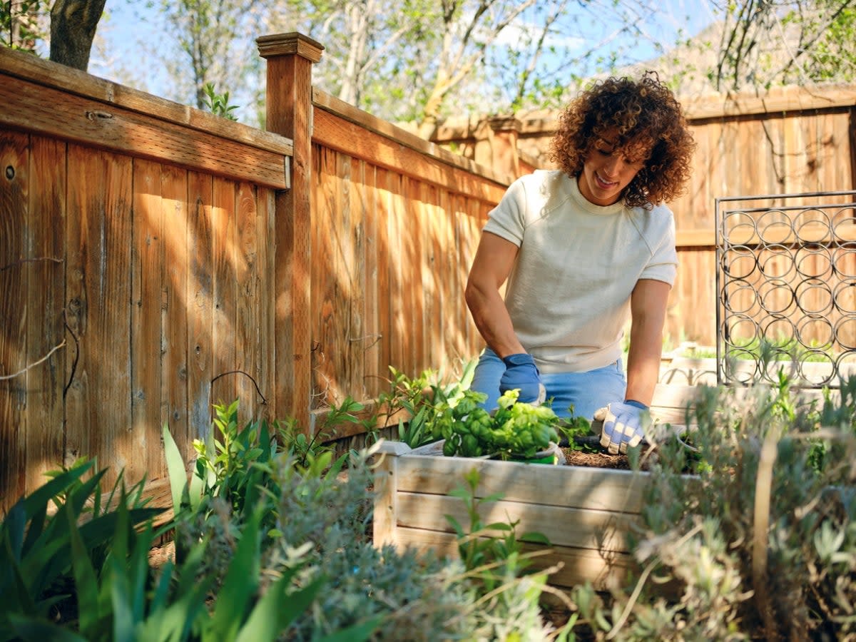 Woman gardening in raised bed