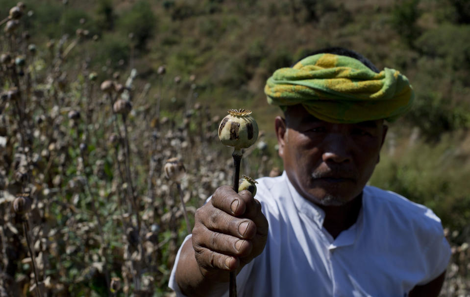 FILE - Ethnic Pa-O poppy farmer holds a harvested poppy stem with dried-up opium sap in a poppy cultivation in central Shan state, Myanmar on Feb. 19, 2013. Myanmar, already wracked by a brutal civil war, has now also regained the unenviable title of world’s biggest opium producer, according to a U.N. agency report released Tuesday, Dec. 12, 2023. (AP Photo/Gemunu Amarasinghe, File)