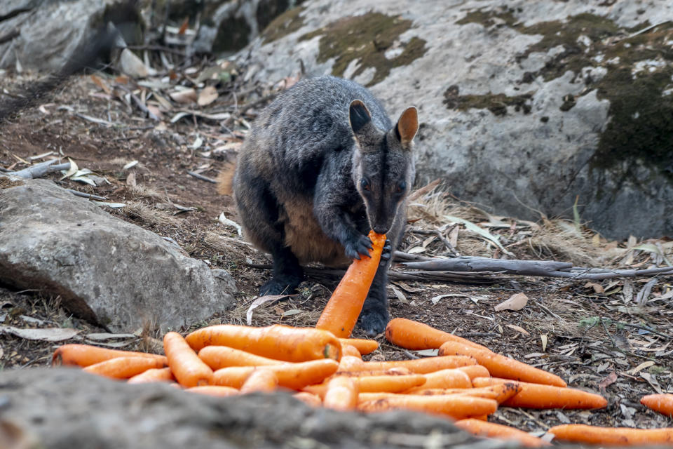 A wallaby eats carrots from a food drop by The NSW National Parks and Wildlife Service. 
