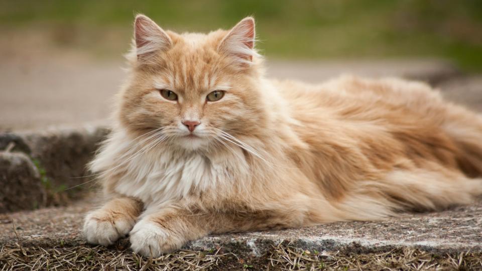 Norwegian forest cat