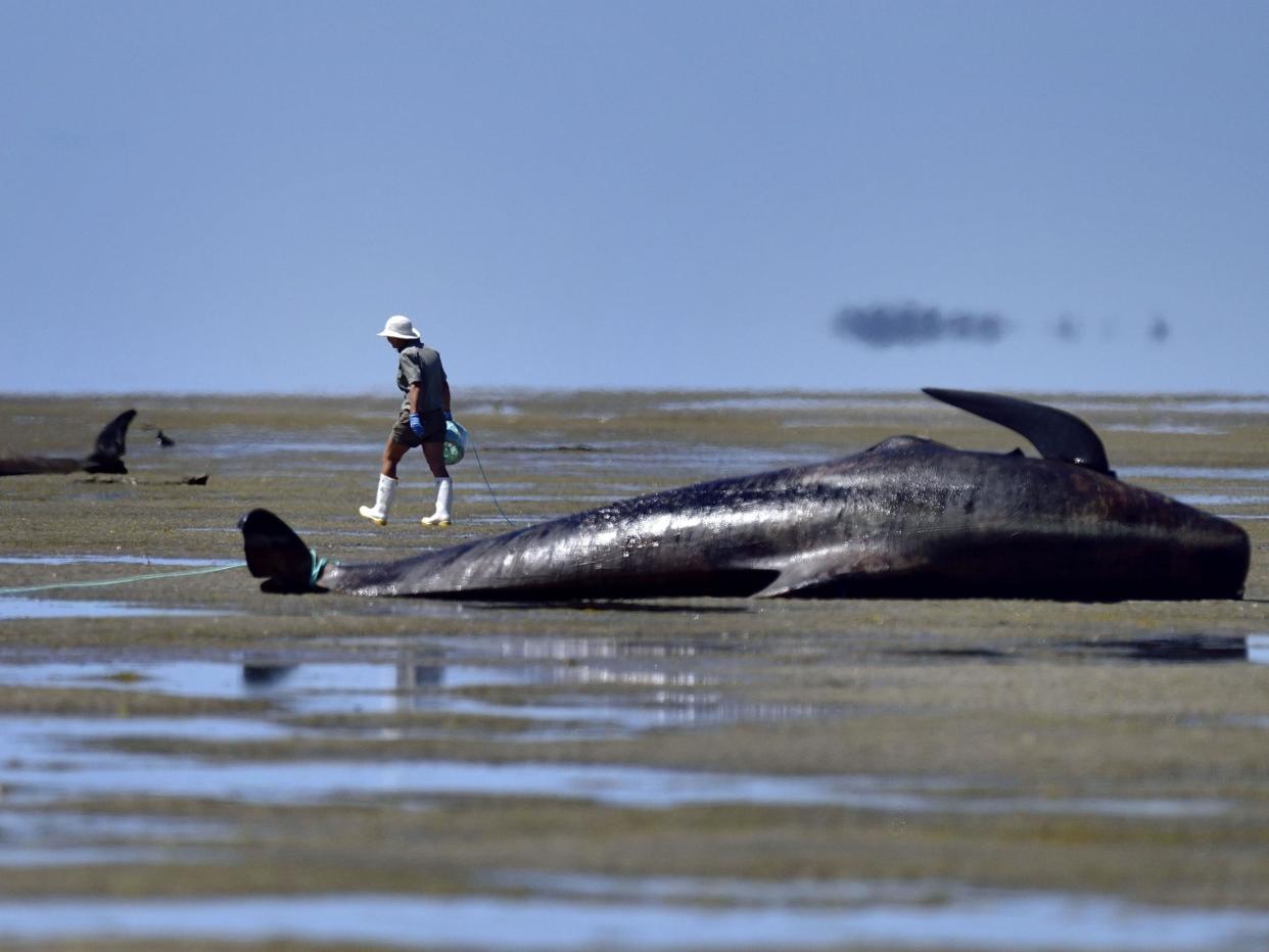 Whale standings have been linked to rare occasions on which these marine mammals have suffered from the bends: AFP/Getty Images