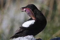 FILE - A guillemot holds an Acadian redfish on Eastern Egg Rock off the coast of Maine on July 18, 2019. The warming of the planet is taking a deadly toll on seabirds that are suffering population declines because of lack of fish to eat, inability to reproduce, heat waves and extreme weather. (AP Photo/Robert F. Bukaty, File)