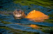 <p>Chester Zoo’s giant otters go bobbing for pumpkins as keepers serve up lunch in carved pumpkins in Chester, Britain, on Oct. 17, 2017. (Photo: Chester Zoo/Caters News) </p>