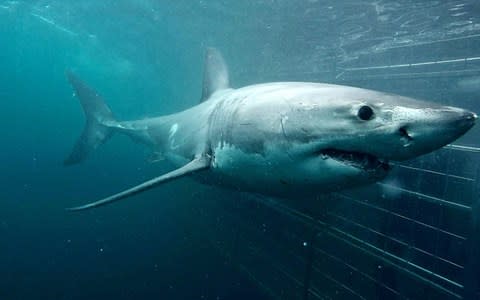 Get within sneezing distance of a great white - Credit: marine dynamics