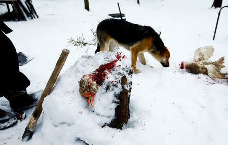 A dog smells a slaughtered duck at a small farm belonging to Tamara and Yuri Baikov, both 69, situated in a forest near the village of Yukhovichi, Belarus, February 8, 2018. REUTERS/Vasily Fedosenko