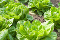 <div class="caption-credit"> Photo by: Thinkstock</div><div class="caption-title">Leafy greens</div><p> Lettuce and other leafy greens are super healthy but also susceptible to contamination through improper processing or handling. The <a rel="nofollow noopener" href="http://www.msnbc.msn.com/id/38678280/ns/health-food_safety/t/no-cause-food-poisoning-poultry/#.UGRrOY5iFXs" target="_blank" data-ylk="slk:CDC says about 14%;elm:context_link;itc:0;sec:content-canvas" class="link ">CDC says about 14%</a> of food poisoning comes from these vegetables. Most of the bacteria are in the outer leaves, discard and rinse the rest a few times. Bagged salad should also be washed. </p>