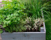 <p> Herbs are some of the best plants to grow in&#xA0;raised garden beds&#xA0;as you can pack them in tightly together to get the biggest harvests. Oregano and thyme can grow in as little as 6in (15cm) of soil, but in general, aiming for around 12in (30cm) should cover it. </p> <p> You don&apos;t need lots of space to include a raised bed either. Even a small patio area can accommodate a raised bed and they can be easier to look after than having lots of herbs scattered around in different pots. When working out the dimensions, bear in mind you should be able to get to the center of the raised bed from each side without having to tread on your crops. </p> <p> If you&apos;re looking to build raised beds from wood, you can often find everything you need in building skips. Scaffolding boards are ideal. Use several coats of non-toxic paint if you want to smarten them up. </p>