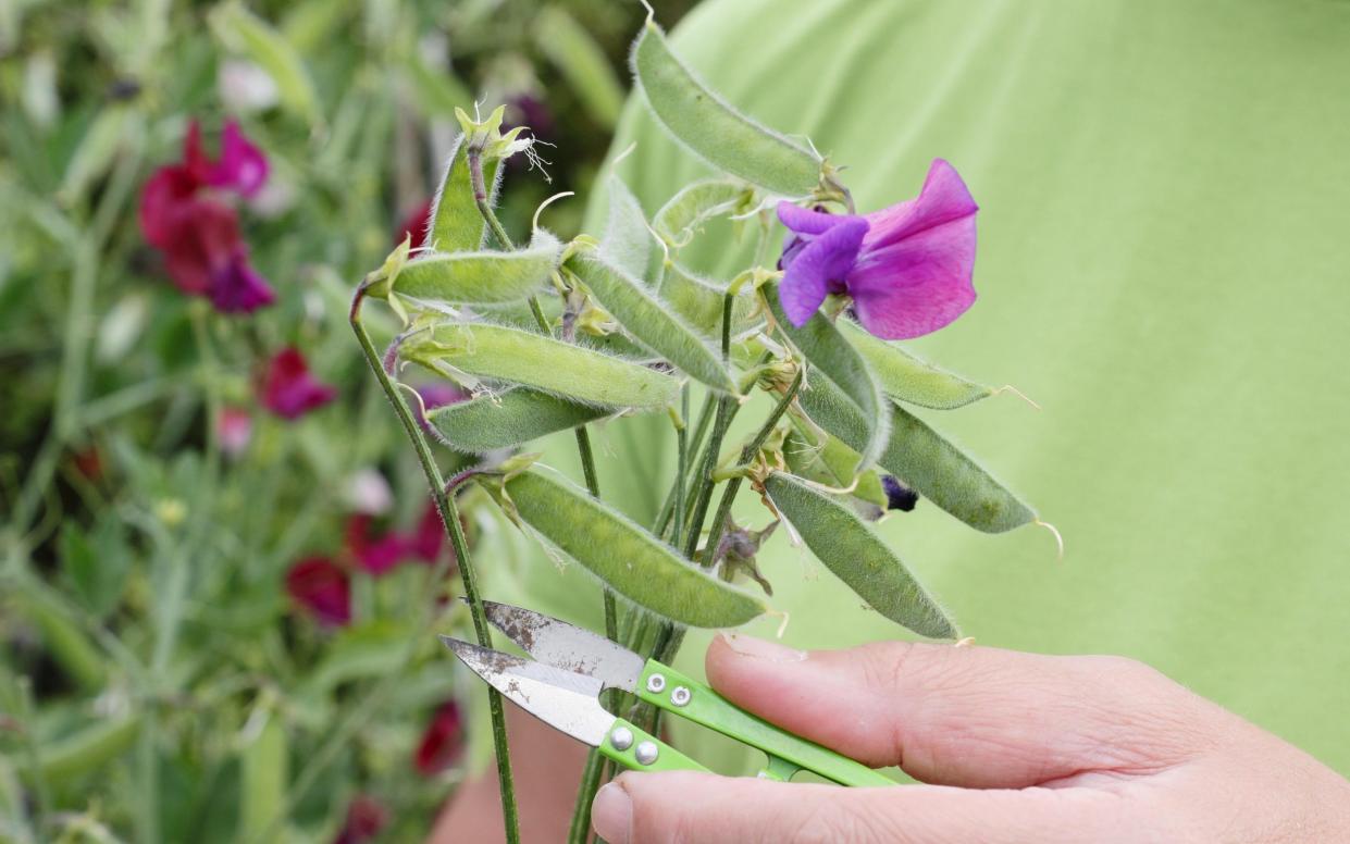 Sweet pea (Lathyrus odoratus) should be harvestable in August