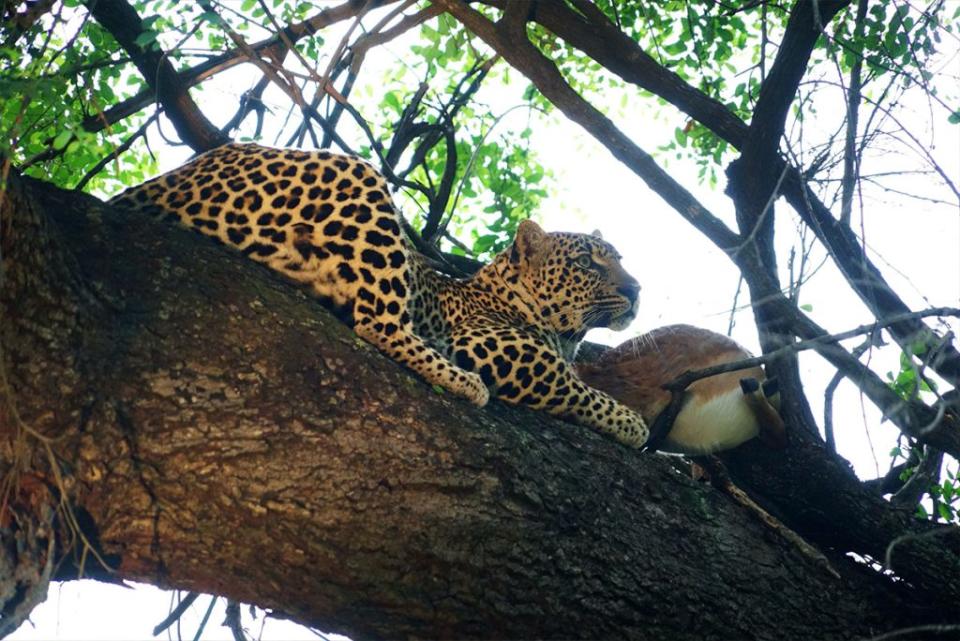 獵豹喜歡將獵物放在樹上「獨食」，以免招來其他動物搶吃。