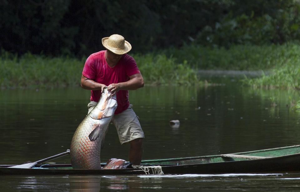 Villager Edson de Souza from the Rumao Island community pulls into his canoe an arapaima or pirarucu, the largest freshwater fish species in South America