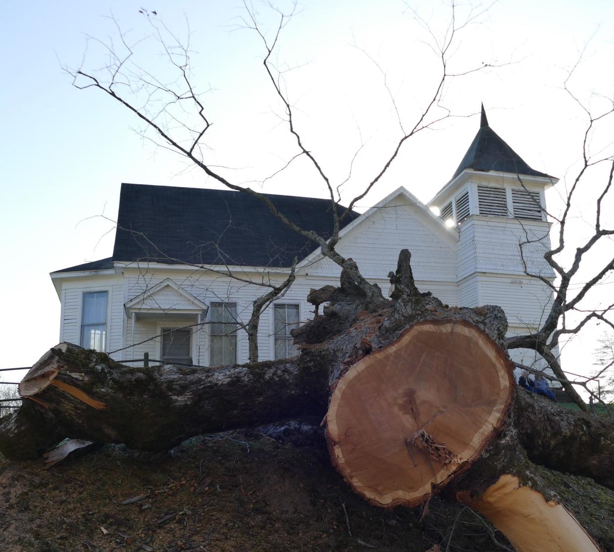 A landmark oak tree in the Walnut community of Marshall was uprooted due to the high winds April 1, leaving a community to reflect on its importance to the county.