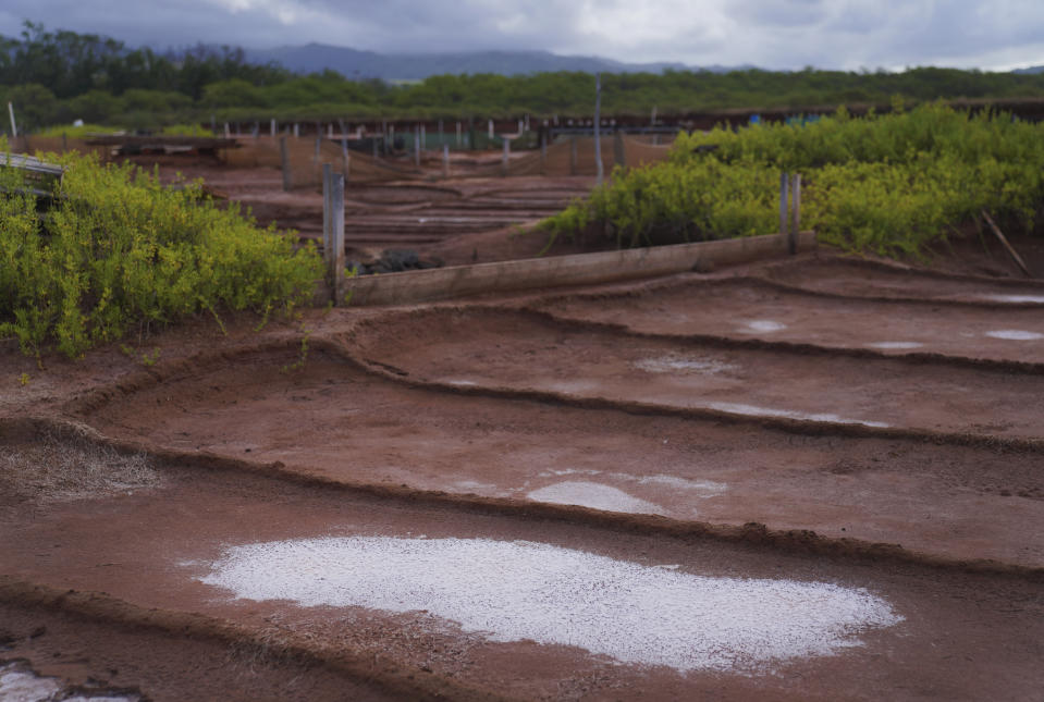Native Hawaiian salt from years past lay dried in the Hanapepe salt patch on Monday July 10, 2023, in Hanapepe, Hawaii. The existence of this salt patch is being threatened by climate change, rising sea levels and pollution. (AP Photo/Jessie Wardarski)