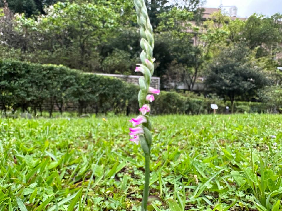 綬草花期在清明節前後，又被稱為「清明草」，中央氣象局局長鄭明典每年都會在臉書上分享綬草的芳蹤。圖／鄭明典提供