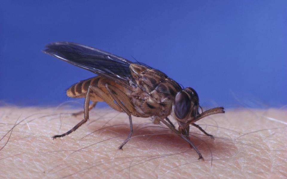 Some of the biggest threats are posed by the smallest creatures, such as the tsetse fly