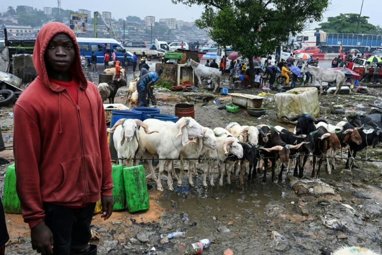 More than 90 percent of livestock consumed during Ivory Coast's Eid comes from Sahel countries (Sia KAMBOU)