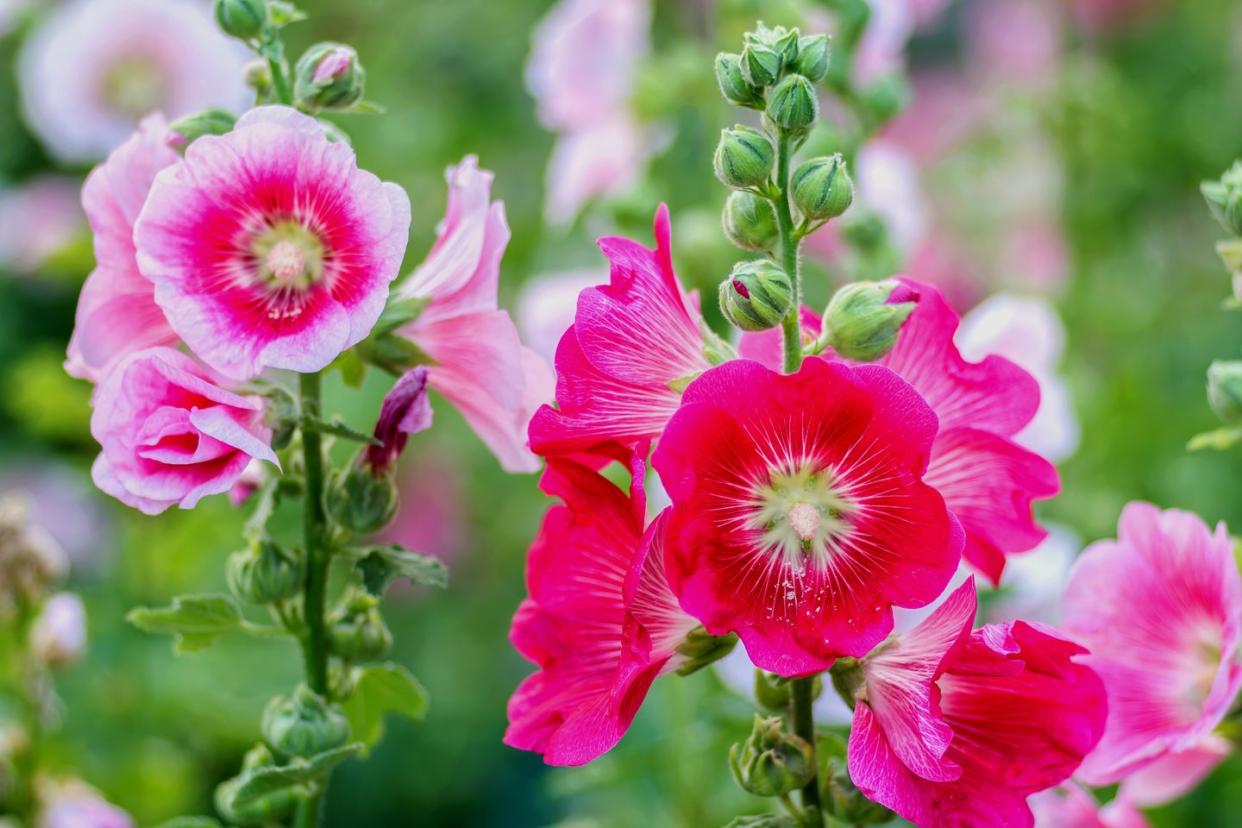 flowers holly hock hollyhock pink in the garden