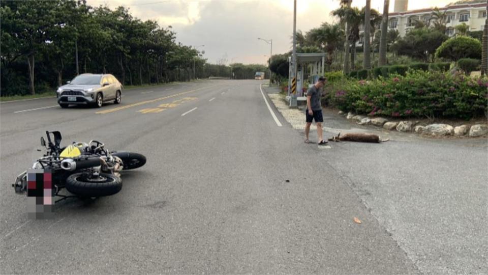 小鹿亂撞！墾丁頻釀車禍　墾管處：傷者可獲理賠　地方鄉代盼加設圍籬！