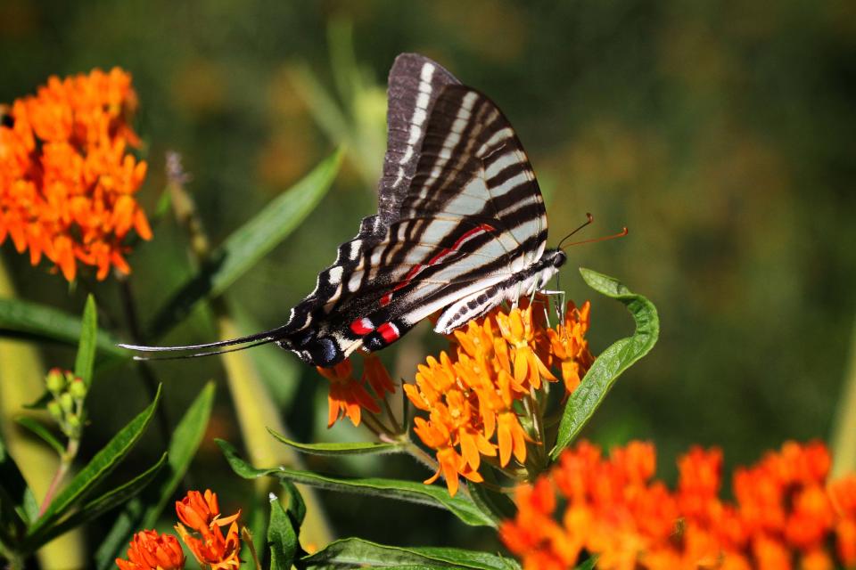 The zebra swallowtail only lays its larvae, which turn into caterpillars before becoming butterflies, on pawpaw trees.