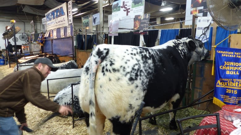 Pricey, award-winning cows and bulls at the Canadian Western Agribition