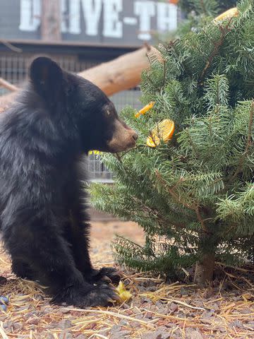 <p>Bearizona Wildlife Park/Instagram</p> Buddy the bear cub