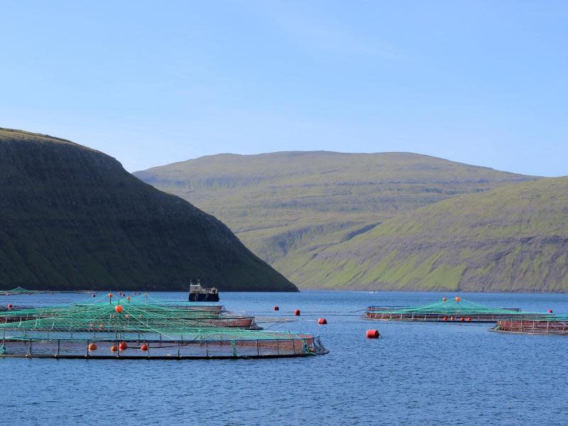 Färöische Lachsfarmen: Die Fischerei war und ist der bedeutendste Wirtschaftszweig der Inseln. Fast der gesamte Export geht auf Fisch zurück. Foto: Lea Sibbel