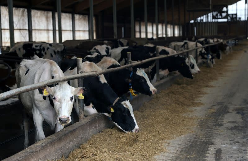 Cows are seen on Spreca farm in Kalesija